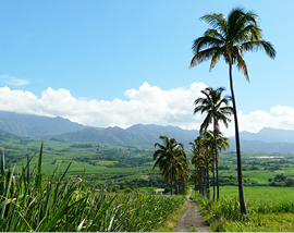 La Réunion 2023_Sugarcane 270X214.jpg