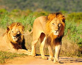 Afrique du Sud 2024-Green voyage_lions 270x214.jpg